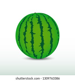 Watermellon fruits vector illustration