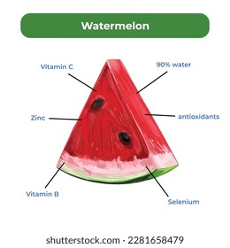 Watermelon benefits vector illustration isolated on square white template. Flat artsy drawing for educational purposes.