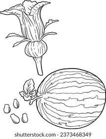 Watermelon botanical coloring book for education and mental health