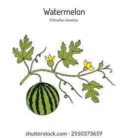 Sandía (Citrullus lanatus) planta comestible con hojas y frutos. Ilustración vectorial dibujada a mano botánica