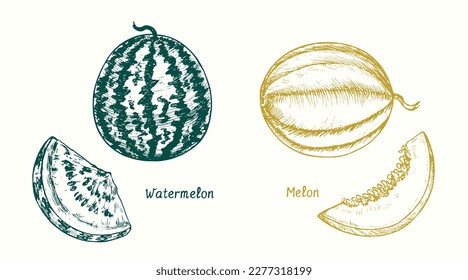 Watermelon (Citrullus lanatus) whole and slice, Melon ( Cucurbitaceae ) fruit and slice. Ink doodle drawing in woodcut style