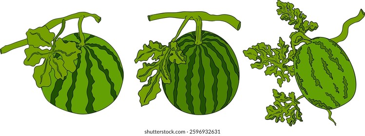 Watermelon colored illustration set. Watermelon fruit vector set. Illustration of watermelon freshness nature
