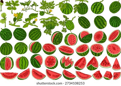 Watermelon colored illustration set. Watermelon fruit vector set.