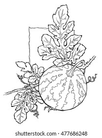 watermelon coloring page
