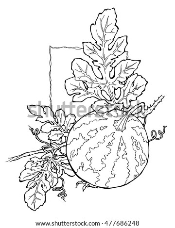 Watermelon Coloring Page Stock Vector (Royalty Free) 477686248 ...