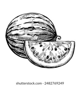 Watermelon composition vintage vector food sketch drawing