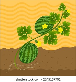 ilustración vectorial libre de regalías de la planta de sandía creeper.