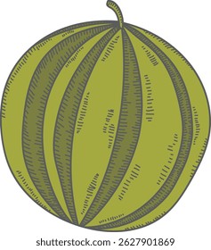 Uma melancia representada em um estilo de esboço desenhado à mão com linha de trabalho detalhada. O fruto é ilustrado com sombreamento texturizado e uma forma natural. Ilustração de vetor de desenhos animados.