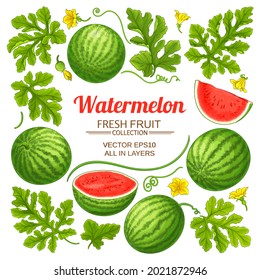 watermelon elements vector set on white background