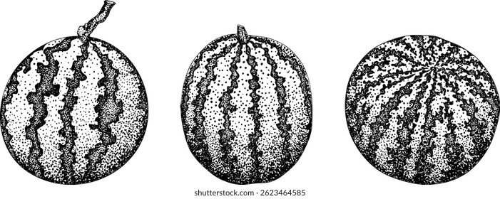 Conjunto de ilustração de gravura de melancia. Conjunto de vetores de frutas de melancia. Ilustração da frescura da melancia	