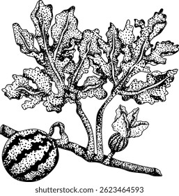 Watermelon engraving illustration set. Watermelon fruit vector set. Illustration of watermelon freshness nature	