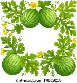 watermelon frame on white background