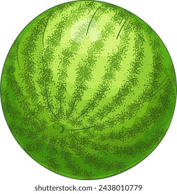 Watermelon Fruit Colored Detailed Illustration