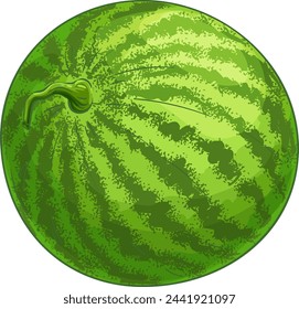 Watermelon Fruit Colored Detailed Illustration