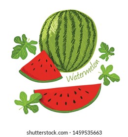 Watermelon, fruit doodle drawings vector illustration.