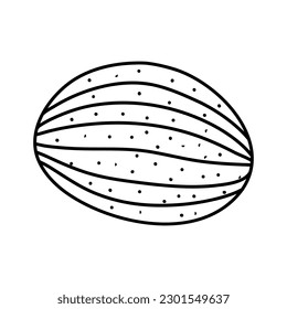 Watermelon fruit in doodle hand drawn style. vector illustrations isolated on white background.