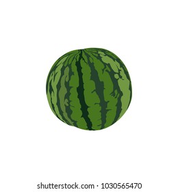 Watermelon Fruit  Vector