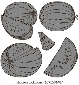 Watermelon fruit vector illustration, vector