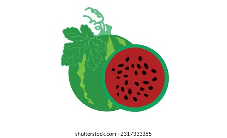 Watermelon fruit vector illustration on white background.