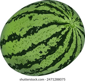 watermelon fruit vector illustration on white background