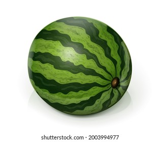 Watermelon. Green Juicy Fruit, Isolated on White Background, Watermelons realistic fruits. Vector. Eps10 vector illustration.