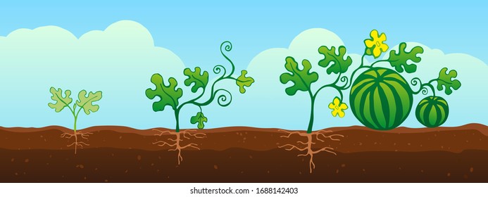 Plant Life Cycle Images, Stock Photos & Vectors | Shutterstock