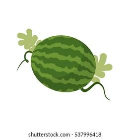 Watermelon growing isolated. Fruit with leaves
