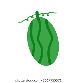 Watermelon hand draw isolated on white background