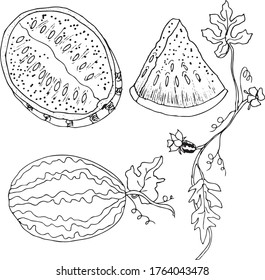 Watermelon hand draw vector drawing. Isolated hand drawn berry on white background. Summer fruit engraved style illustration. Detailed vegetarian food. Great for label, poster, print