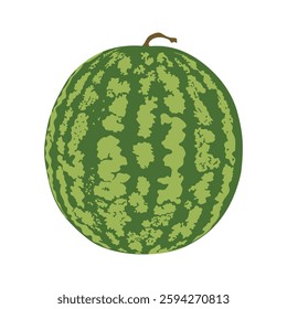 Watermelon. Hand drawn summer fruit.