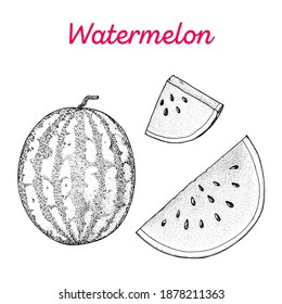 Watermelon hand drawn vector illustration. Watermelon slice sketch. Vector illustration. Black and white.
