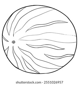 watermelon illustration hand drawn outline vector