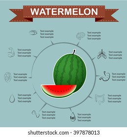 watermelon Infographics, Fruit. Vector illustration.