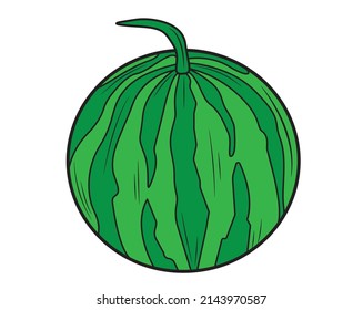 Watermelon in isolate on a white background. Vector illustration