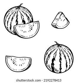 Watermelon isolated on white background. Vector illustration in engraving style.