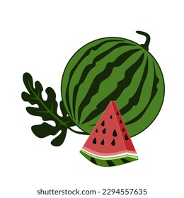 Watermelon and juicy slices, green leaves. watermelon vector illustration in flat design. Summer food concept illustration isolated on white background.