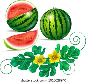 Watermelon, leaves and flowers of watermelon on a white background. Vector image.