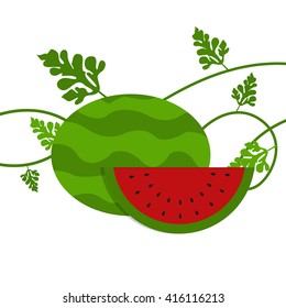 Watermelon with leaves. Vector of whole watermelon and slice with leaves and small branches. Isolated. White background.