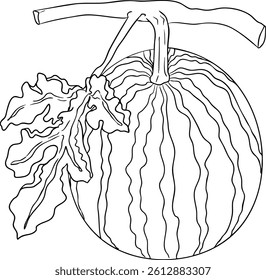Watermelon line illustration set. Watermelon fruit vector set. Illustration of watermelon for coloring pages