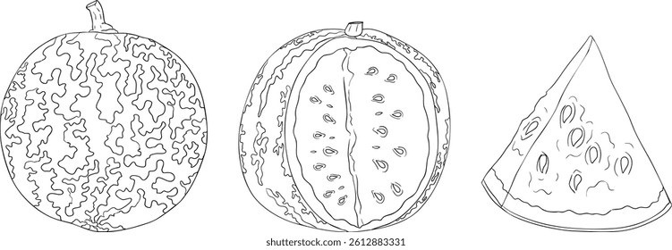 Watermelon line illustration set. Watermelon fruit vector set. Illustration of watermelon for coloring pages