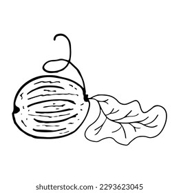 Watermelon in line style. Isolated hand drawing vector illustration. Doodle simple outline.