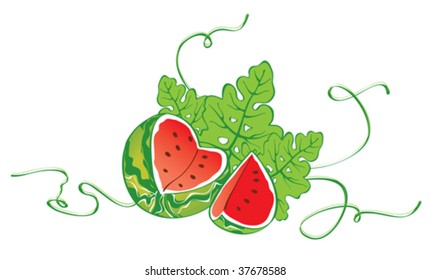 watermelon on white background