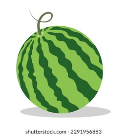 Watermelon on white background, vector illustration