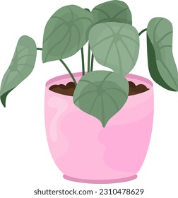 watermelon peperomia plant vector illustration