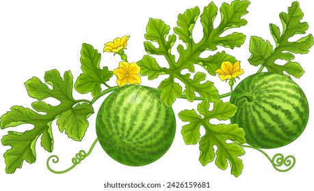 Watermelon Plant with Flowers, Fruits  and Leaves Colored Detailed Illustration. 