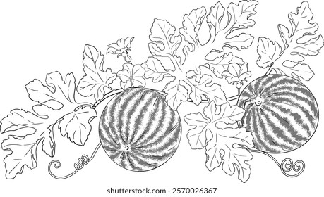 Watermelon Plant with Flowers, Fruits  and Leaves Outline Illustration. 