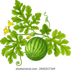 watermelon plant with fruit colored illustration