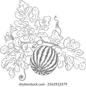 watermelon plant with fruit outline illustration