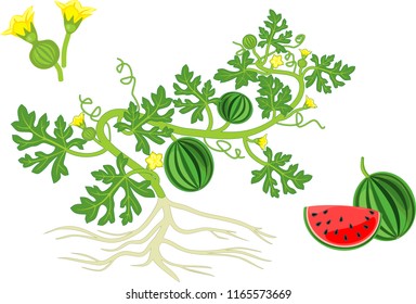 Watermelon plant with fruits, flowers, green leaves and root system isolated on white background