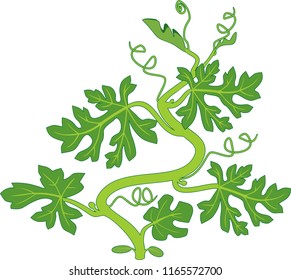 Watermelon plant with green leaves isolated on white background